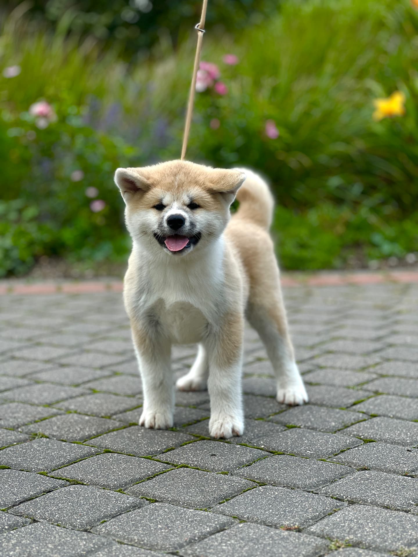 Akita Inu šuniukas Besumi Go Mokaito