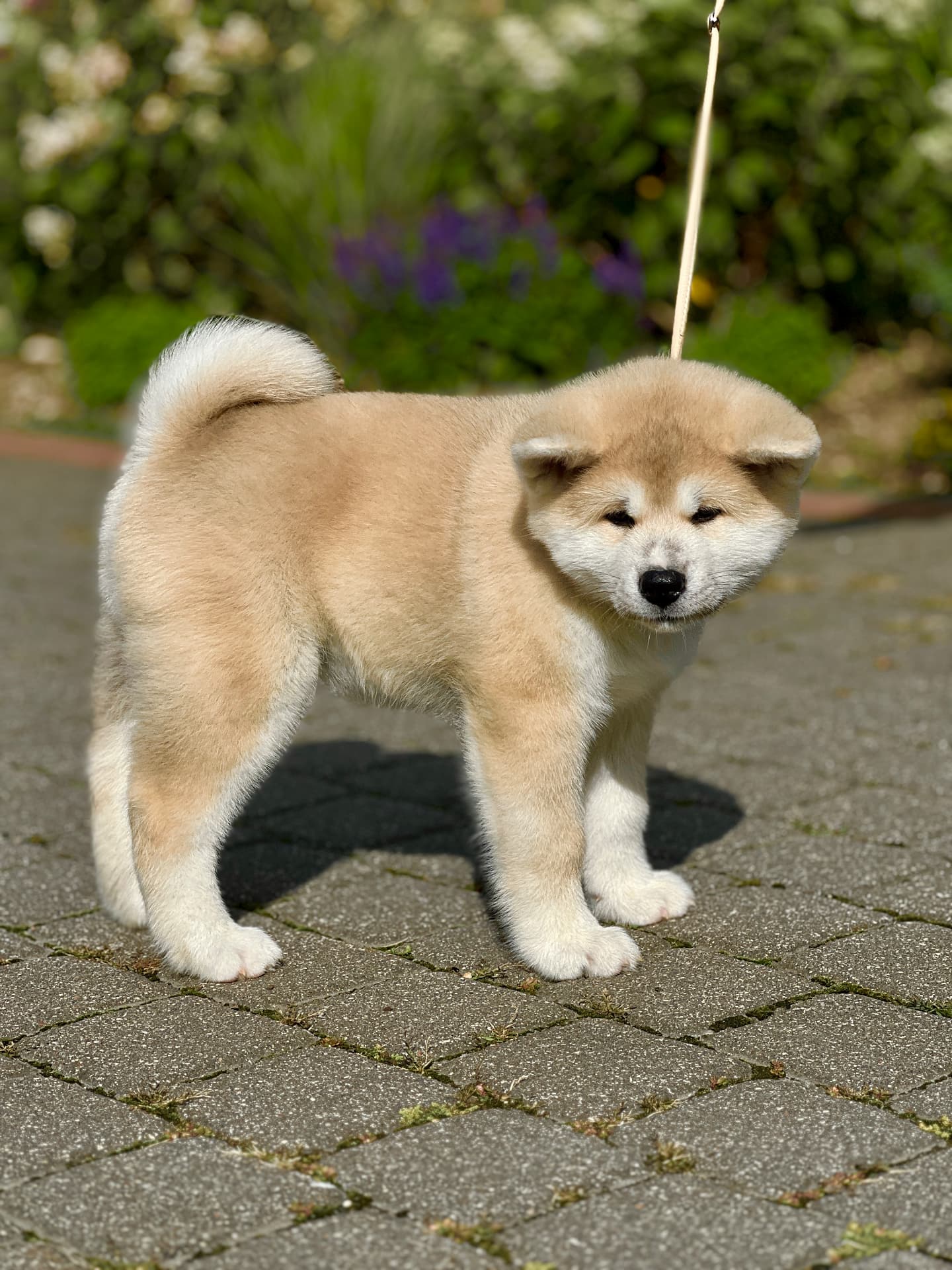Akita Inu šuniukas Biren Go Mokaito