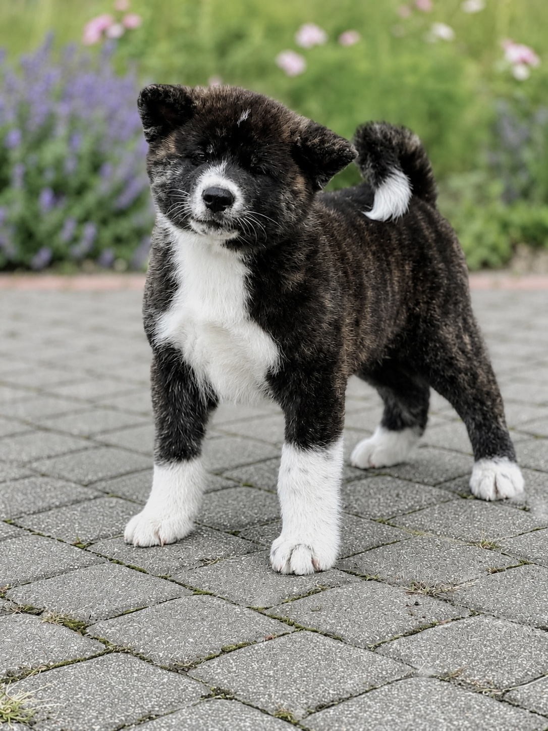 Akita Inu šuniukas Botan Go Mokaito
