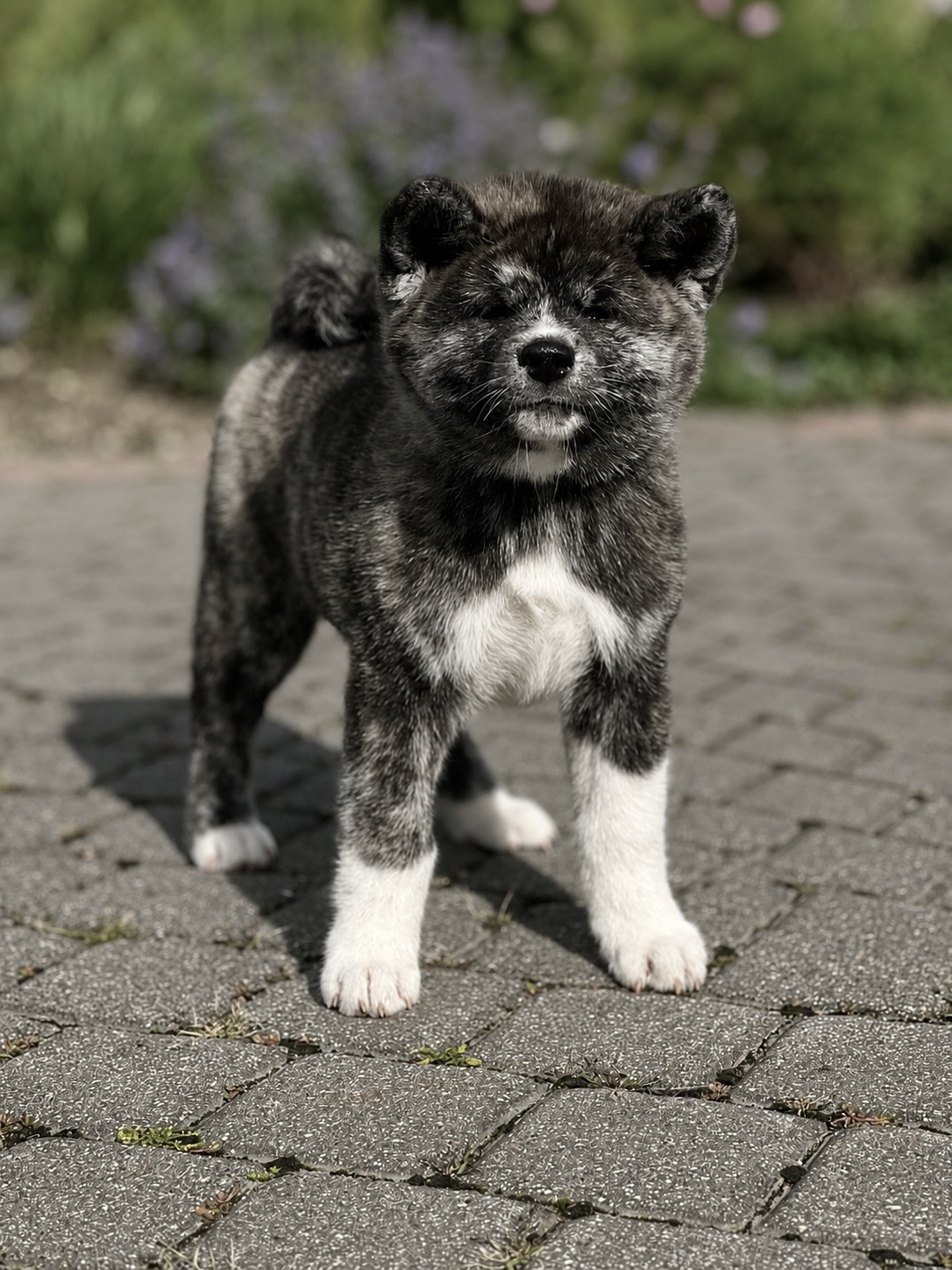 Akita Inu šuniukas Baemi Go Mokaito