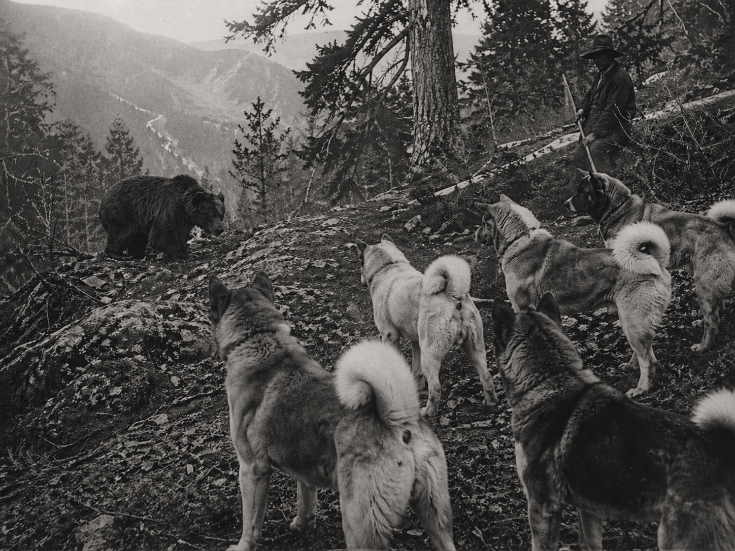 Akita Inu — mityba ir svoris
