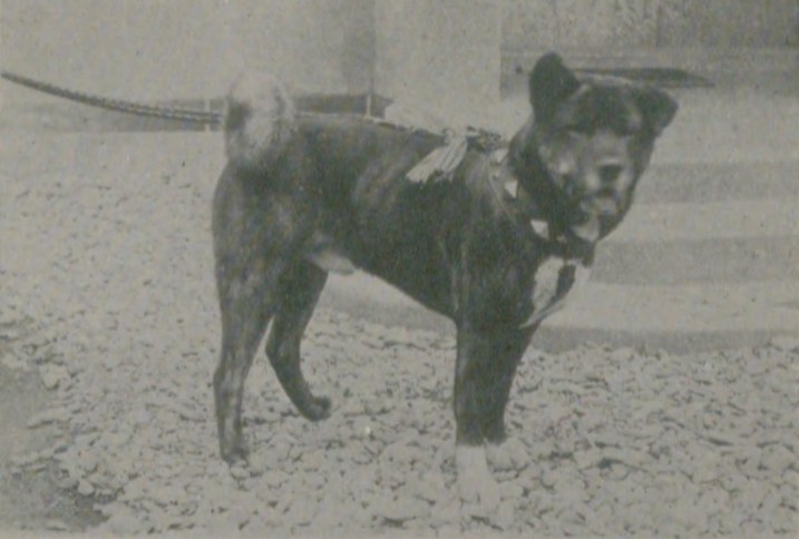 Japonų Akita Inu šuo Tochi II, istorinė 1937 metų nuotrauka