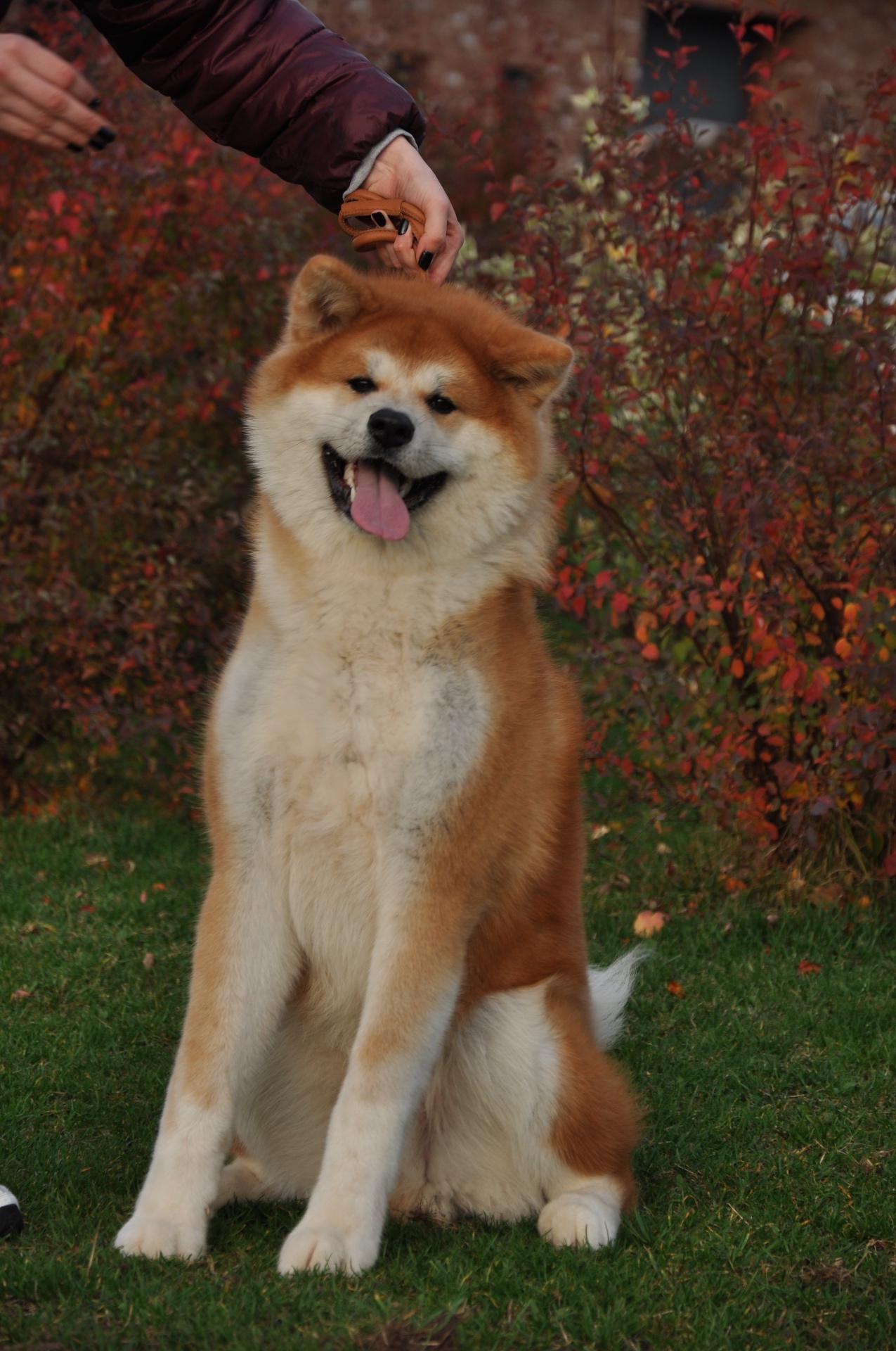 Akita Inu — kailis ir šeriavimasis