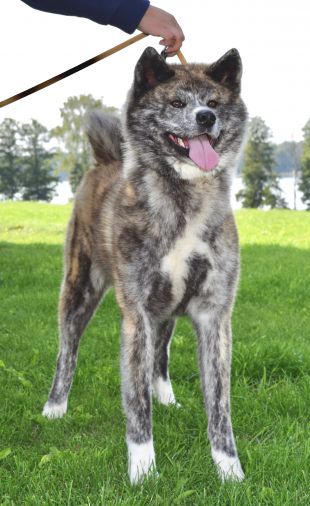 Japonų Akita Inu patelė Chinatsu