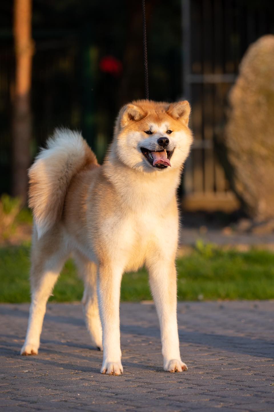 Japonų Akita Inu patelė Yoko