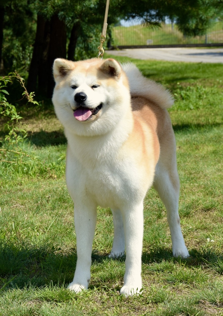 Japonų Akita Inu patelė Genhana