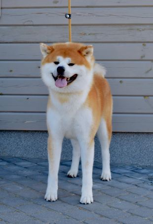 Japonų Akita Inu patinas Hirou