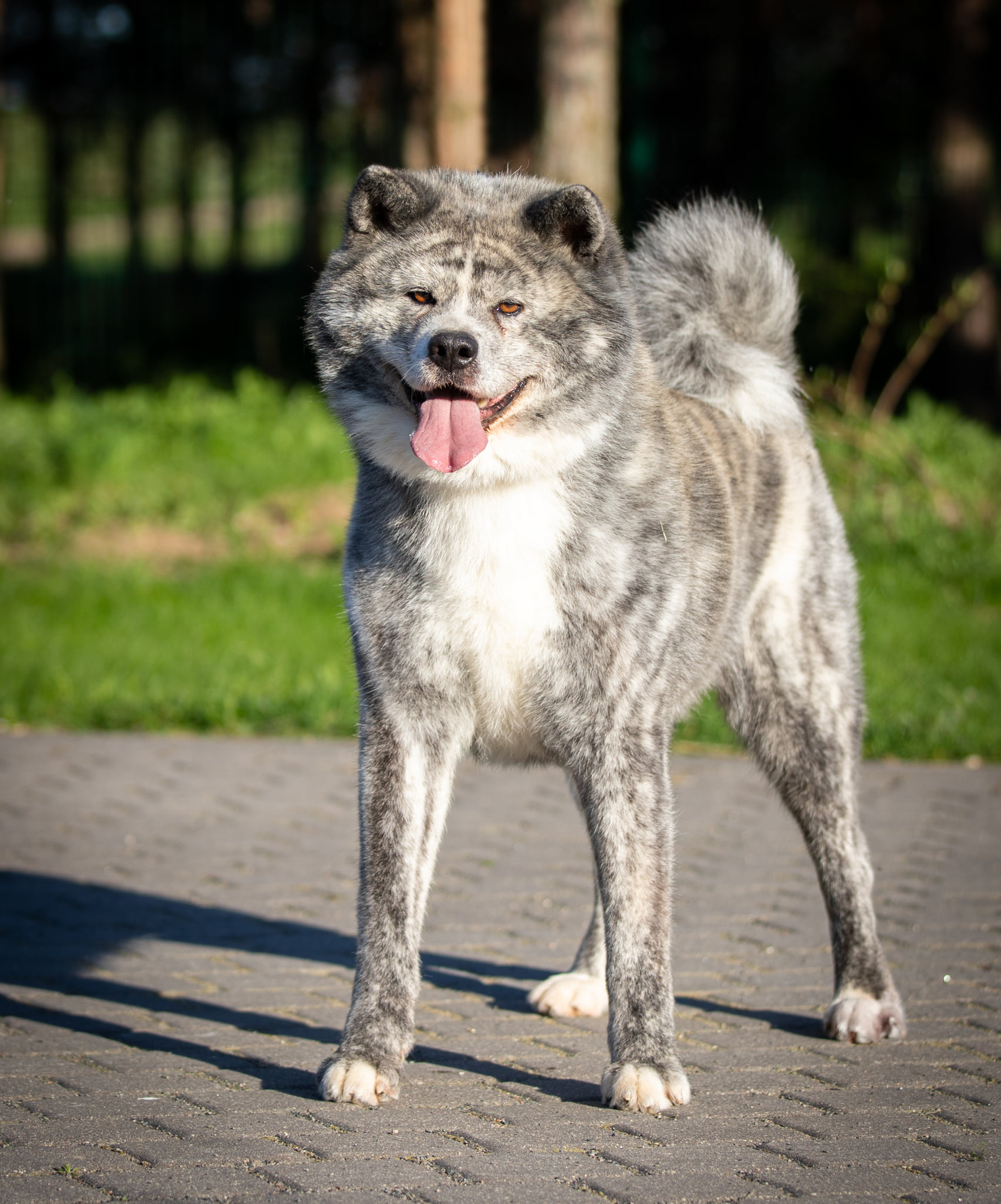 Japonų Akita Inu patinas Kabutora