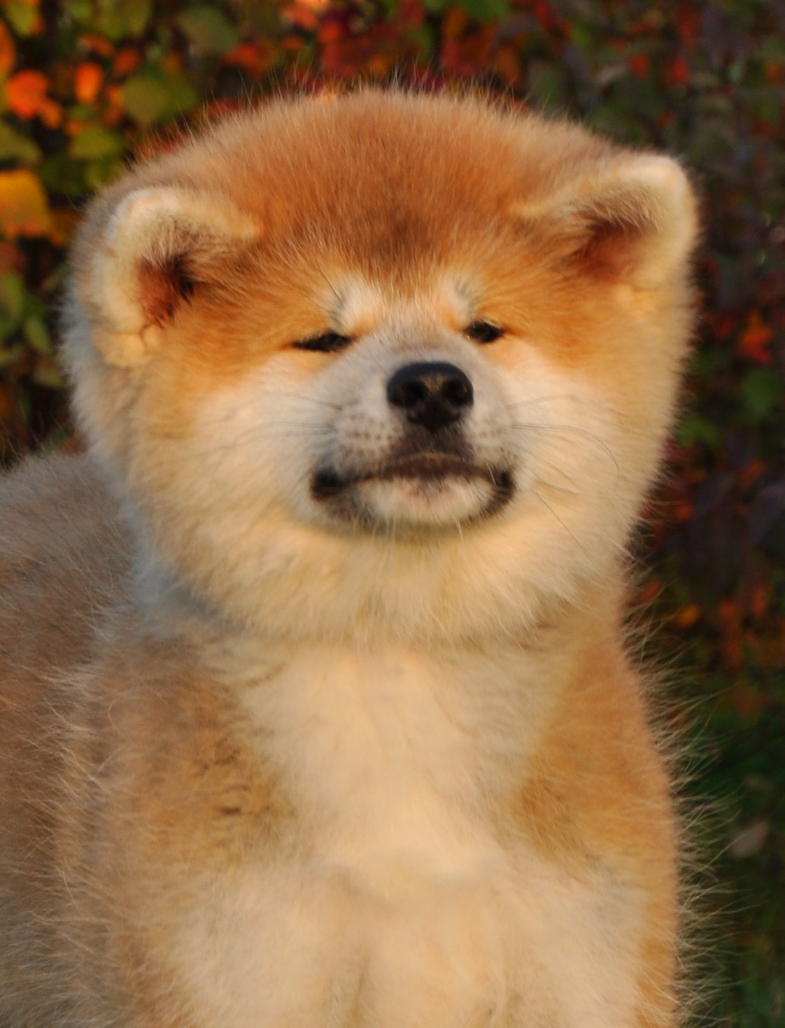 Japonų Akita Inu patelė Kanna