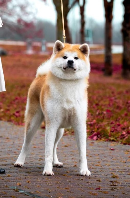 Japonų Akita Inu patinas Kenshin