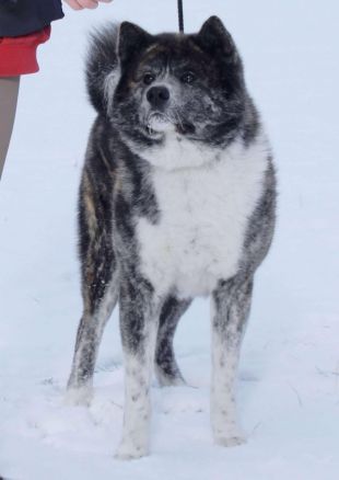 Japonų Akita Inu patinas Kokubotan