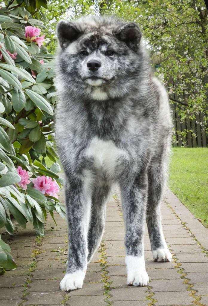 Japonų Akita Inu patelė Rea