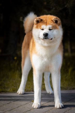 Japonų Akita Inu patinas Tomio